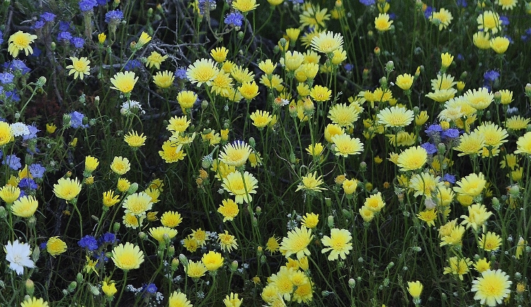 yellow wildflowers